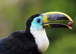 Weltumwelttag 2020: Celebrate Biodiversity in Colombia